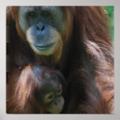 Orangutan avec Poster bébé (Devant)