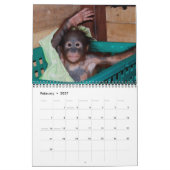 Orangutan Babies Kalender (Feb 2027)