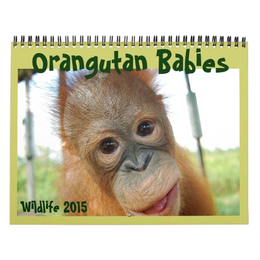 Orangutan Babies Kalender (Hoes)