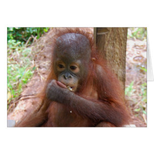 Orangutan Baby à l'école de la jungle de Bornéo