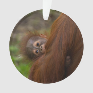 Orangutan Baby Avoir Un Jeu