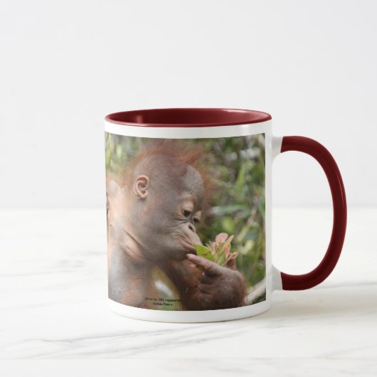 Orangutan Baby in Borneo Mok (Rechts)