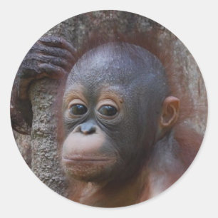 Orangutan Baby in het bos Ronde Sticker