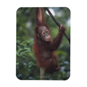 Orangutan Baby Klim Liana Magneet