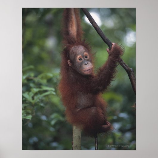 Orangutan Baby Klim Liana Poster (Voorkant)