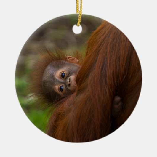 Orangutan Baby met een peek Keramisch Ornament (Voorkant)