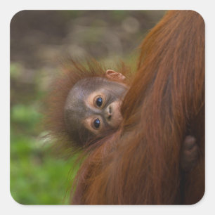 Orangutan Baby met een peek Vierkante Sticker