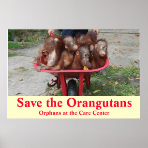 Orangutan Baby Orphans Ga naar school Poster