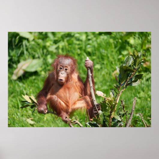 Orangutan Baby's Hoots Poster (Voorkant)
