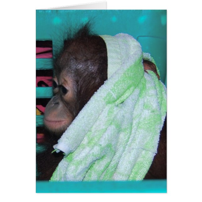 Orangutan, bébé isolé (Devant)