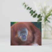 Orangutan Briefkaart (Staand voorkant)