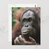 Orangutan Briefkaart (Voorkant / Achterkant)