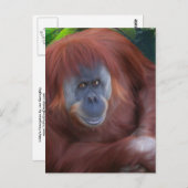 Orangutan Briefkaart (Voorkant / Achterkant)