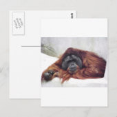 Orangutan Briefkaart (Voorkant / Achterkant)