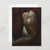 Orangutan Briefkaart (Voorkant / Achterkant)
