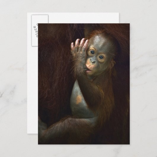 Orangutan Briefkaart (Voorkant / Achterkant)