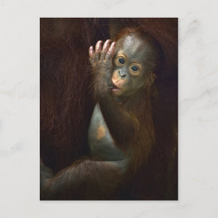 Orangutan Briefkaart