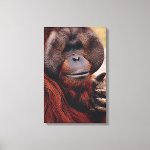 Orangutan Canvas Afdruk