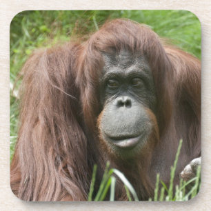 Orangutan Drankjes Onderzetter