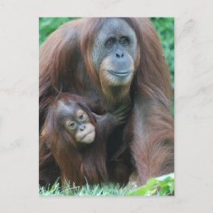 Orangutan Family Briefkaart