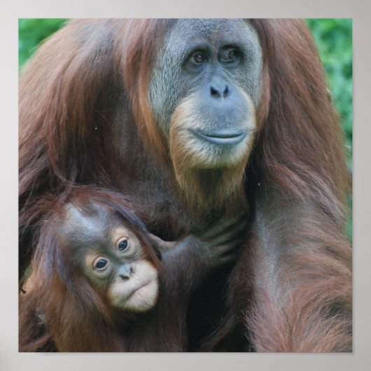 Orangutan Family Poster (Voorkant)