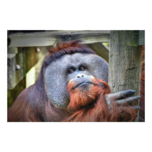 Orangutan Foto Afdruk