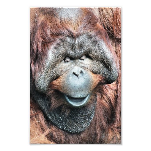 ORANGUTAN FOTO AFDRUK (Voorkant)