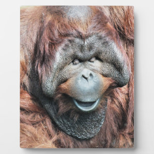 ORANGUTAN FOTOPLAAT
