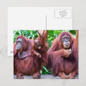 Orangutan from Singapore zoo Briefkaart (Voorkant / Achterkant)