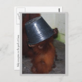 Orangutan Huid en Seek Briefkaart (Voorkant / Achterkant)