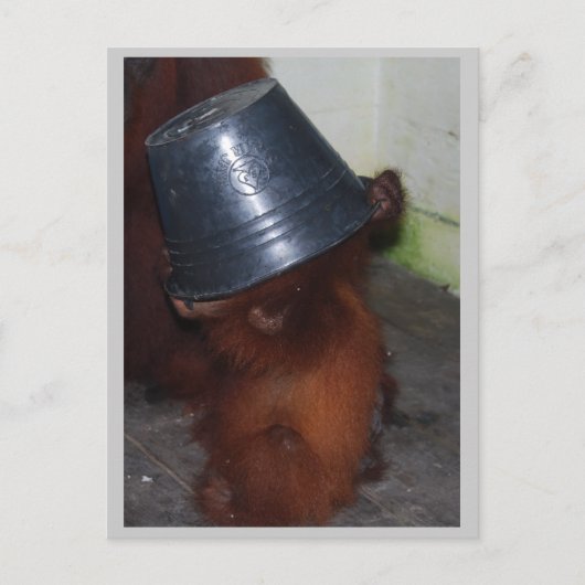 Orangutan Huid en Seek Briefkaart (Voorkant)