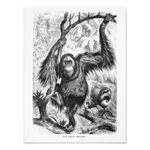 Orangutan Illustration - 1800's aap Foto Afdruk