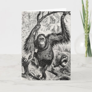  Orangutan Illustration - 1800's aap Kaart