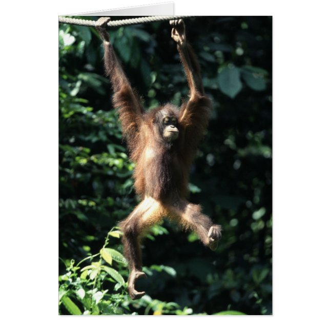 Orangutan in Borneo (Voorkant)