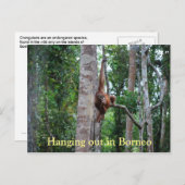 Orangutan in Borneo Briefkaart (Voorkant / Achterkant)