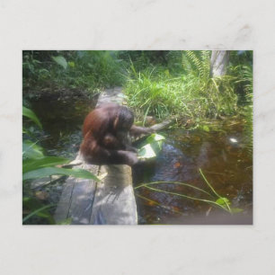 Orangutan in het bos van Borneo Briefkaart