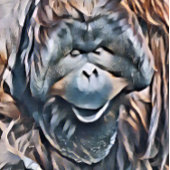 ORANGUTAN INPAKPAPIER VEL