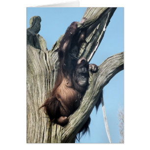 ORANGUTAN Kaarten