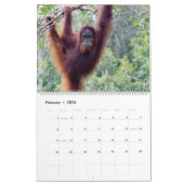 Orangutan kalender (Feb 2026)