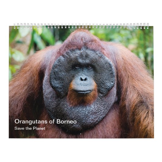 Orangutan kalender (Hoes)