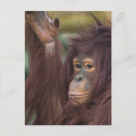 Orangutan Kayan Jigzaag Briefkaart (Voorkant)