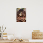 Orangutan Kayan Poster (Keuken)