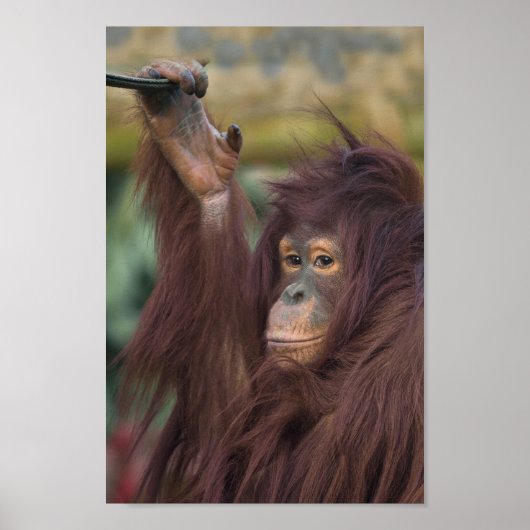 Orangutan Kayan Poster (Voorkant)