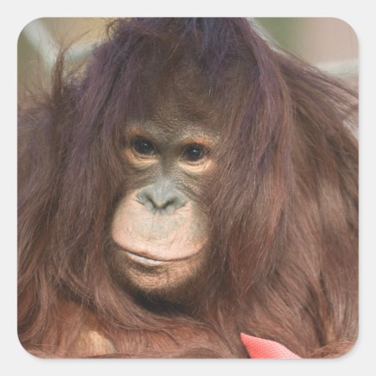 Orangutan Kayan Vierkante Sticker (Voorkant)