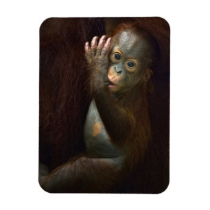 Orangutan Magneet