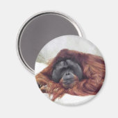 Orangutan Magneet (Voorkant / Achterkant)