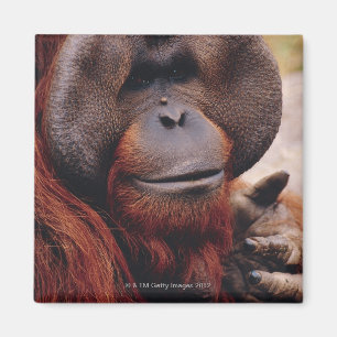 Orangutan Magneet