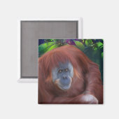 Orangutan Magnet Magneet (Voorkant / Achterkant)