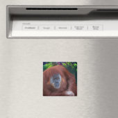 Orangutan Magnet Magneet (Insitu (Vaatwasser))