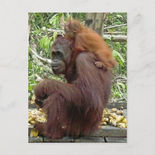 Orangutan mama en Baby Briefkaart (Voorkant)